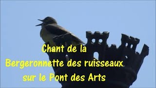 Chant de la bergeronnette des ruisseaux sur le Pont des Arts 19 mai 2018 [upl. by Ahsauqal]