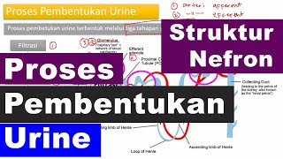 Struktur Nefron dan Proses Pembentukan Urine di Nefron Ginjal  Sistem Ekskresi IPA SMP Kelas 8 [upl. by Magree]