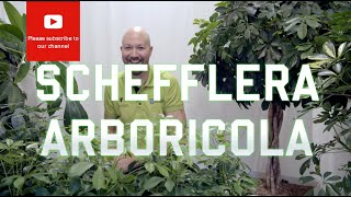 All you need to know about Schefflera Arboricola [upl. by China700]