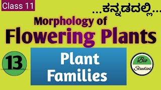 Class 11 ಕನ್ನಡದಲ್ಲಿ  Morphology of Flowering Plants  13  Plant Families [upl. by Anaujit]