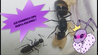 CAMPONOTUS CHILENSIS Así comienza una nueva colonia de hormigas [upl. by Aiam]