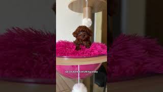 🇺🇸Teacup poodle pup to new home in Los Angeles CA congrats puppy poodle dog pets toypoodle [upl. by Sigfried]