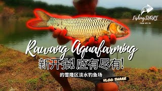 【FishingShare】RAWANG AQUAFARMING一个新开张，应有尽有的淡水钓鱼场（雪兰莪淡水钓鱼场） A NEW PAYPOND with MANY TYPES of FISH [upl. by Krid]