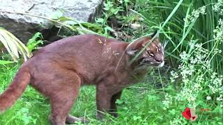 Goldkatze im Tierpark Berlin [upl. by Neville988]