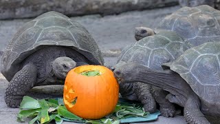 Giant Galapagos Tortoises Celebrate Pumpkin Day at Disney’s Animal Kingdom [upl. by Sifan]