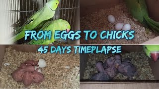 Ringneck Parakeets Timeplapse from Eggs to Chicks ESub  45 Days Timeplapse  Voice of Animalia [upl. by Jasmine620]