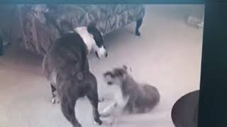 Mini Schnauzer VS Pitbull [upl. by Ijok129]