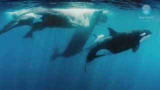 Orcas vs Sperm Whales [upl. by Haimehen]