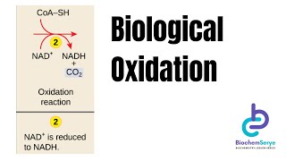 Biological Oxidation Reduction Reactions  Biochemistry [upl. by Gwenn]