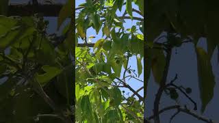 Our Sapote tree being very productive this year [upl. by Zeb236]