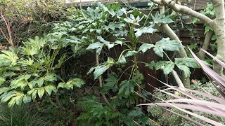 How to prune a Fatsia [upl. by Arymas]