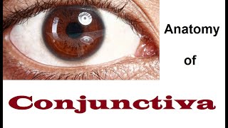 Anatomy Of Conjunctiva 12 [upl. by Eeladnerb16]