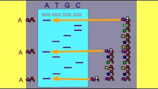 DNA SEQUENCING GEL ANALYSIS [upl. by Dysart]