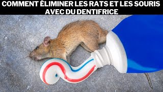 Comment éliminer les rats et les souris avec du dentifrice [upl. by Ahsenik]