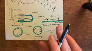 Type 1 Activation of Endothelial Cells Part 2 [upl. by Hatcher]