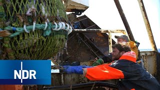 Fischfang auf der Hochsee Was treibt Männer in die Fischerei  7 Tage  NDR Doku [upl. by Jammin71]