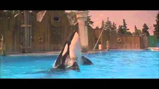 free willy best scene [upl. by Aisatna]