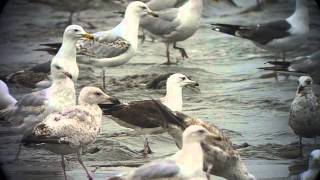 2cy Larus fuscus fuscus [upl. by Yci]