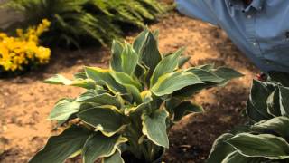 How Far Apart to Plant Hosta  Garden Savvy [upl. by Milman745]