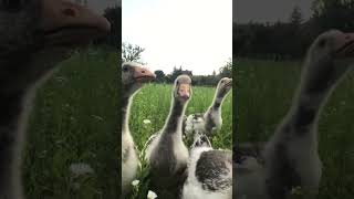 Baba libák a kertben Baby geese are in the garden [upl. by Ariel558]