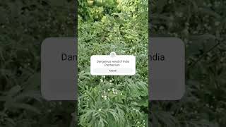 Parthenium weeds plant parthenium [upl. by Palla]