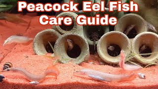 Peacock Eel Fish CareFeeding And Breeding Guide [upl. by Lledualc]