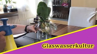 Phalaenopsis zieht um in Glaswasserkultur [upl. by Gusba]