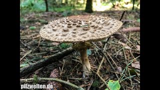 Olivbrauner Safranschirmling WaldSafranschirmling Chlorophyllum olivieri Macrolepiota olivieri [upl. by Aneeh]