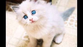 Top 10 des plus beaux chats du monde [upl. by Mccoy]