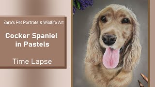 Cocker Spaniel Drawing in Pastels  Pet Portrait [upl. by Greenes]