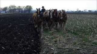 Amish Plowing with a Seven Horse Hitch [upl. by Akcirehs]