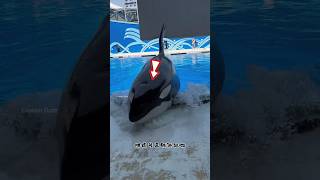 Giant Whale Surfaces at Water Park shortsvideo [upl. by Alleul]