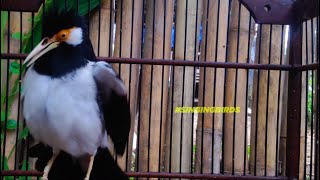 Common pied myna bird song Indian maina sound mynah singing [upl. by Nageek289]