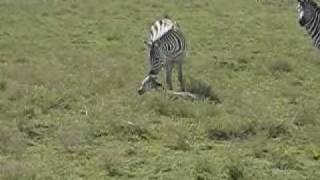 Zebra foals first steps [upl. by Sandie]