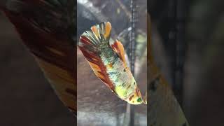 NEON NEMO FEMALE BETTA🐲🐟splendens [upl. by Devy357]