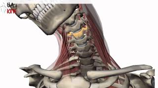 Columna Cervical Biomecanica  Artrocinematica [upl. by Linkoski]