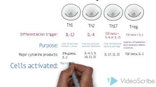 th1 th2 th17 in normal immunity and in IBD [upl. by Sokim142]