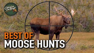 20 Moose Hunts in 20 Minutes ULTIMATE Moose Hunting Compilation  BEST OF [upl. by Tnemelc818]