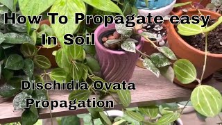 Propagating Dischidia Ovata in Soil  How to propagate in soil [upl. by Crescen902]