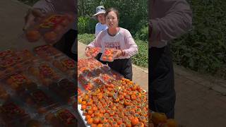 Beautiful Natural Fresh Persimmon Fruit 🍑🍑 Rural Farmer Activities shorts satisfying ytshots [upl. by Giarg]