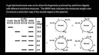 Mapping of Restriction Sites on Plasmid DNA [upl. by Meehsar]