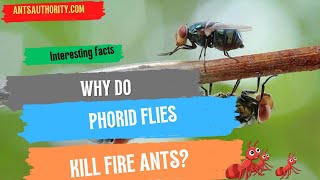 Why Do Phorid Flies Kill Fire Ants [upl. by Tigram71]