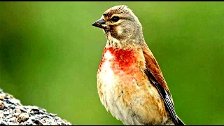 Linnet Bird [upl. by Eclud]