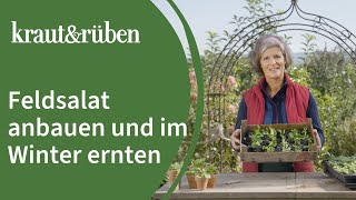 🌱Feldsalat anbauen und im Winter ernten 🌱 Unsere BiogartenWelt [upl. by Sybille836]