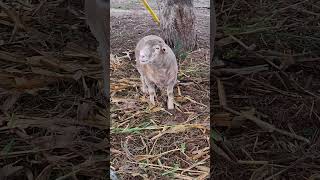 Ovelhas fofinhas e um cordeiro no pasto 3sheepandalamb sheep lamb farmlife cuteanimals nature [upl. by Avalsorim]