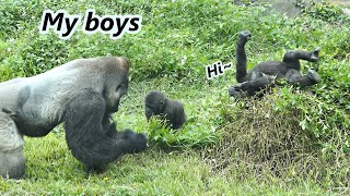 Gorilla Jabali and Ringo loved to close with dad  大猩猩Jabali amp Ringo喜歡跟著爸爸 [upl. by Zsamot]