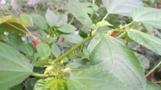 Jute or Saluyot Plant Corchorus Olitorius Growing In A Container [upl. by Lorre]