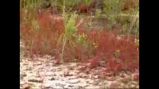 unique red Drosera filiformis in Florida [upl. by Ardnikal257]