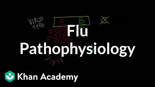 Flu Pathophysiology [upl. by Edna]