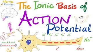 The Ionic Basis of the Action Potential  Absolute Refractory Period Relative Refractory Period [upl. by Dorkas750]